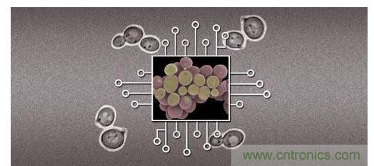 酵母菌(中)就像電子組件般的互連在一起，只不過這些細(xì)胞并非透過電線交流，而是經(jīng)由僅能以適當(dāng)接受器注入細(xì)胞的化學(xué)藥物進(jìn)行互動(dòng)。