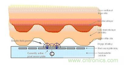 黑客竟能從手指照片復(fù)制指紋，指紋識(shí)別還安全嗎？