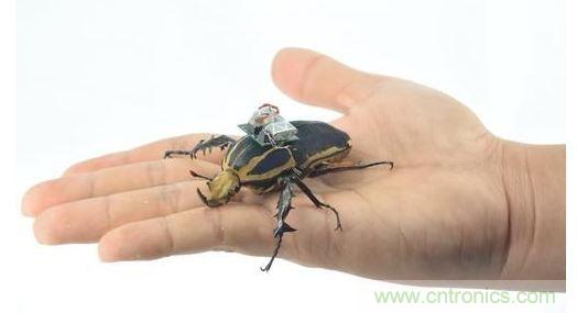 研究人員觀察手中的花甲蟲及其背包等細節(jié)。