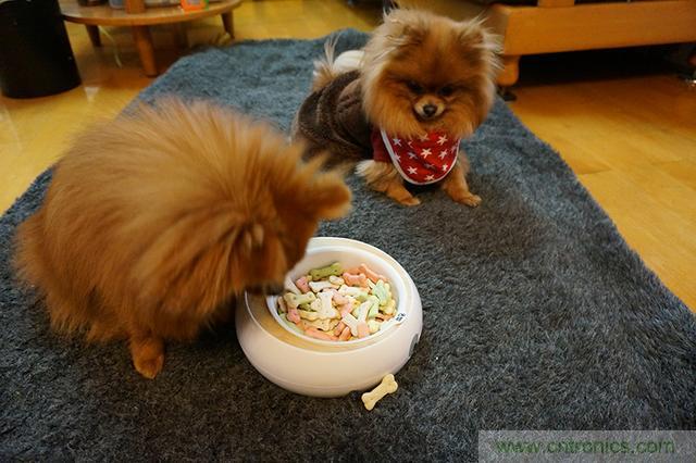 科學(xué)喂養(yǎng)從狗娃做起&mdash;&mdash;逗愛乖乖碗測(cè)試