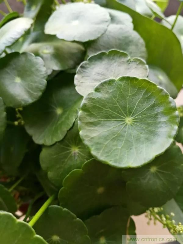 手機(jī)單鏡頭和雙鏡頭設(shè)計(jì)有什么區(qū)別？