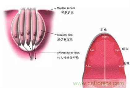 仿生傳感器的定義、原理、分類及應(yīng)用