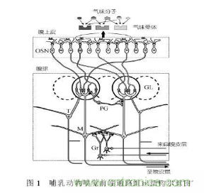 仿生傳感器的定義、原理、分類及應(yīng)用