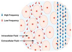  圖1.人體組織的電導率  因此，按照如上初步近似思路，模擬人體行為的電子電路可以建模如下：電阻Ri（細胞內電阻）與電容（細胞膜電容）串聯(lián)，二者與另一個電阻Re（細胞外電阻）并聯(lián)，如圖2所示2。人體的阻抗范圍在1 kHz左右的低頻時為10 kΩ至1 MΩ，在1 MHz左右的高頻時為1 kΩ至100 Ω。