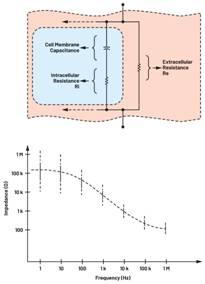  圖3.人體皮膚的三種主要RC分層模型：(a) Tregear、(b) Lykken、(c) Montague